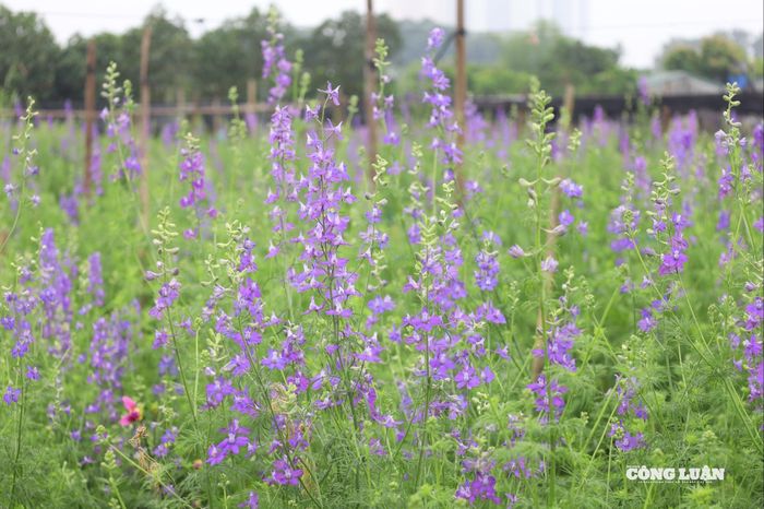 Những luống hoa violet tím nở rộ tại làng hoa Tây Tựu.