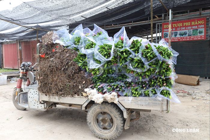 Hoa ly sau khi cắt được bó gọn, chất lên xe vận chuyển đi tiêu thụ tại các chợ và cửa hàng hoa ở Hà Nội.
