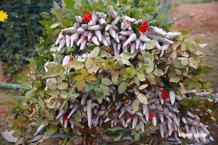 Những bông hoa hồng được bọc báo cẩn thận để bảo vệ cánh hoa và giúp hoa nở đẹp đúng dịp 8/3.