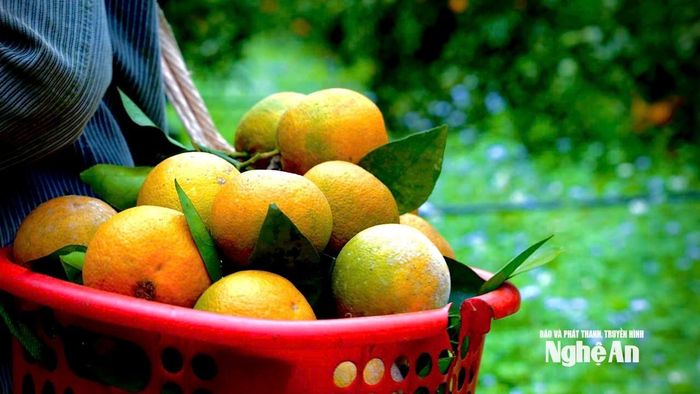 Sản phẩm cam thu hoạch tại trang trại cam Thiên Sơn, xã Môn Sơn. Ảnh: Như Phong