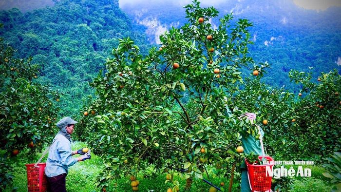 Người lao động địa phương thu hái cam. Ảnh: Như Phong