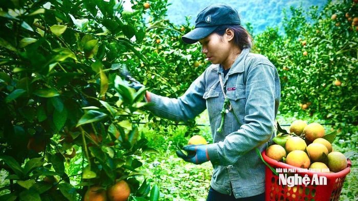 Vườn cam trĩu quả vào mùa thu hoạch, mang lại nguồn thu nhập đáng kể cho người dân tham gia chăm sóc và thu hái. Ảnh: Như Phong