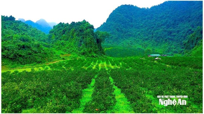 Những đồi cam xanh trải dài giữa vùng núi Môn Sơn - mô hình sản xuất nông nghiệp hàng hóa đang góp phần tạo sinh kế cho người dân vùng biên. Ảnh: Như Phong
