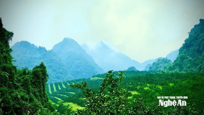 Vùng cam Môn Sơn nhìn từ trên cao. Ảnh: Như Phong