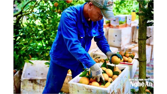 Anh Lô Văn Anh, công nhân chính tại trang trại cam Thiên Sơn, phân loại và đóng thùng cam sau thu hoạch. Hoạt động sản xuất cam đang tạo việc làm ổn định cho nhiều lao động địa phương. Ảnh: Như Phong