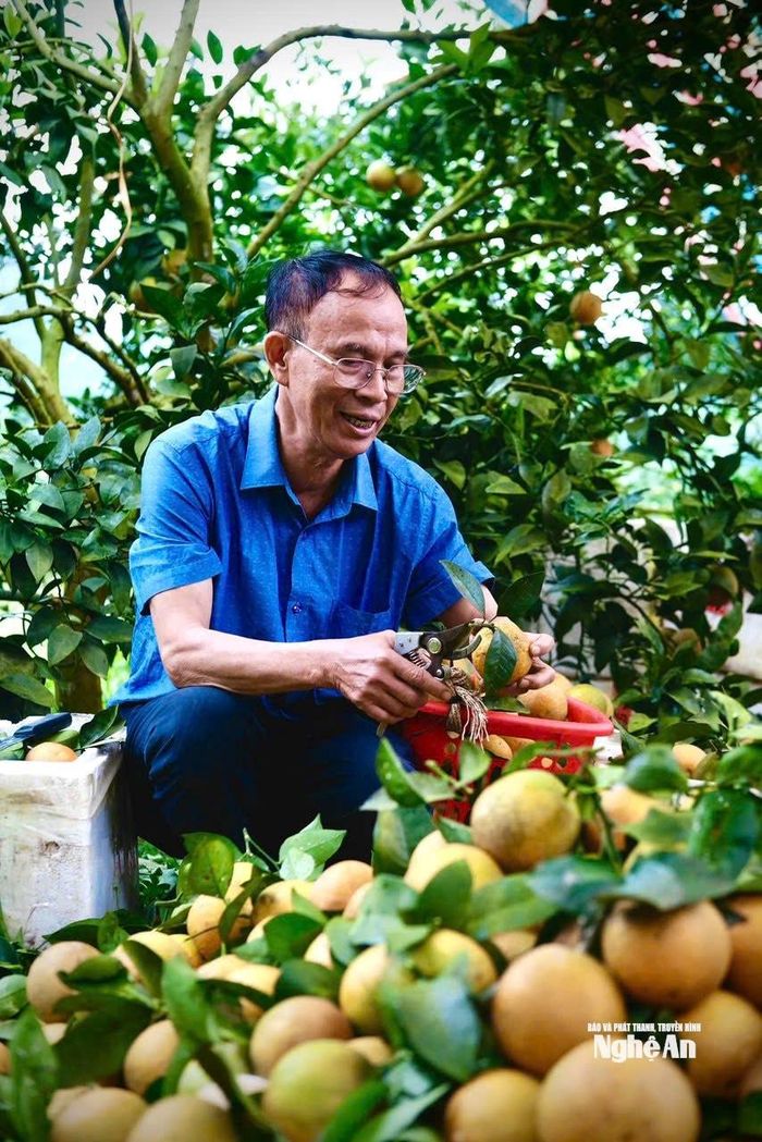 Ông Nguyễn Trọng Lập – Quản lý trang trại cam Thiên Sơn, xã Môn Sơn, kiểm tra chất lượng cam trước khi đưa đi tiêu thụ. Ảnh: Phan Linh