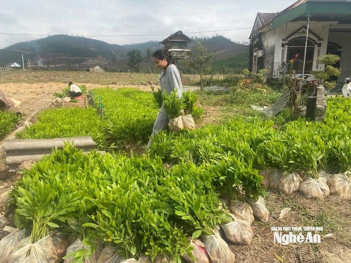 Giá keo giống tăng cao, nguồn cung khan hiếm gây nhiều áp lực cho người trồng rừng trong vụ xuân. Ảnh: Văn Trường