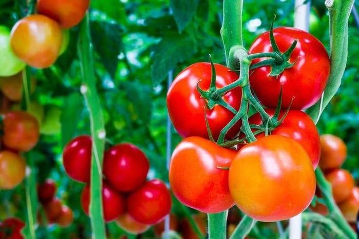 Từng bị xem là cây độc. Khi mới xuất hiện tại châu Âu, cà chua bị nghi ngờ là có độc vì thuộc họ Cà (Solanaceae), cùng họ với cà độc dược. Nhiều người thời đó chỉ trồng làm cảnh do quả đỏ rực bắt mắt mà không dám ăn. Ảnh: Pinterest.
