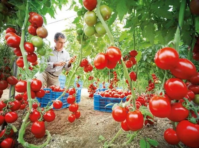 Dễ trồng và thích nghi tốt. Cà chua có thể sinh trưởng trong nhiều điều kiện khí hậu khác nhau, từ vùng ôn đới đến cận nhiệt. Chúng cần nhiều ánh nắng, đất tơi xốp và thoát nước tốt để cho năng suất cao. Ảnh: Pinterest.