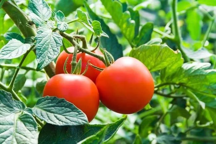 Nguồn gốc từ Nam Mỹ xa xôi. Cà chua có nguồn gốc từ khu vực dãy Andes thuộc các nước như Peru và Ecuador ngày nay. Người bản địa đã thuần hóa cà chua từ hàng nghìn năm trước khi nó được đưa sang châu Âu vào thế kỷ 16 sau các chuyến hải hành. Ảnh: Pinterest.