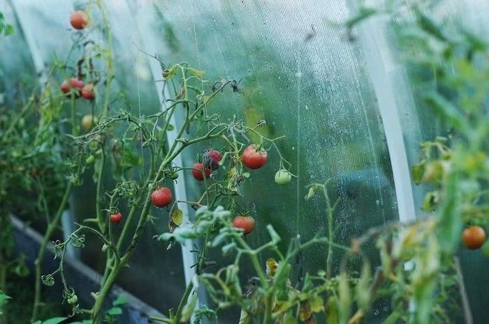 Biểu tượng văn hóa và nông nghiệp hiện đại. Ngày nay, cà chua là một trong những cây trồng có sản lượng lớn nhất thế giới, góp phần quan trọng vào kinh tế nông nghiệp. Sự phổ biến của nó phản ánh hành trình giao lưu thực vật và văn hóa ẩm thực xuyên lục địa suốt nhiều thế kỷ. Ảnh: Pinterest.