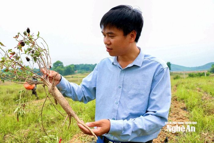 Anh Hoàng Văn Kiểm là người có công lớn trong hồi sinh giống sâm Thổ Hào. Ảnh: NVCC
