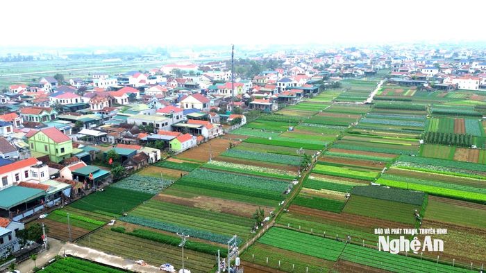 Xã Quỳnh Anh phát triển kinh tế phần lớn dựa vào sản xuất nông nghiệp, trong đó thâm canh rau màu là chủ yếu. Ảnh: X.H