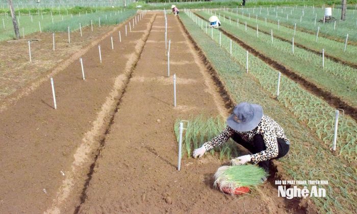Bà con nông dân xã Quỳnh Anh trồng rau vụ xuân. Ảnh: X.H