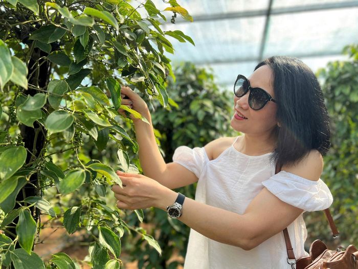 Dịch vụ tự hái hồ tiêu hấp dẫn nhiều du khách. Ảnh: Bảo Hân