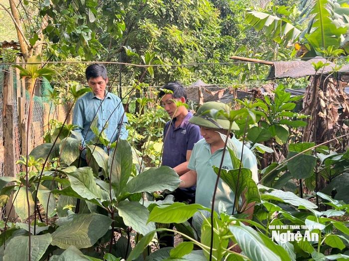 Người dân bản Phá Lõm, xã Tam Thái trồng cây dược liệu. Ảnh tư liệu: Khánh Ly