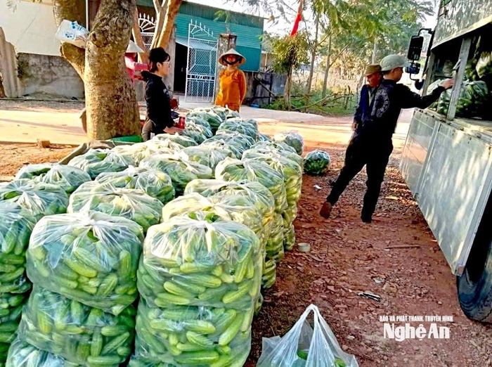 Thương lái từ khắp nơi đến tận nơi để thu mua dưa chuột hương. Ảnh: Văn Trường