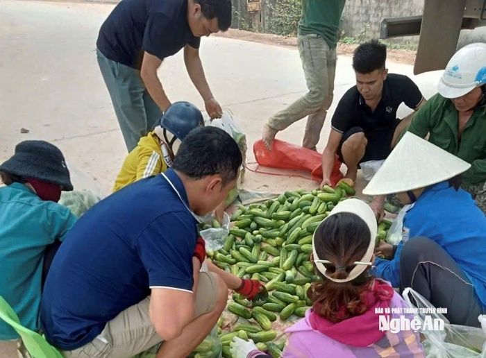 Người dân chọn mua dưa chuột nếp hương ở Vân Du. Ảnh: Văn Trường