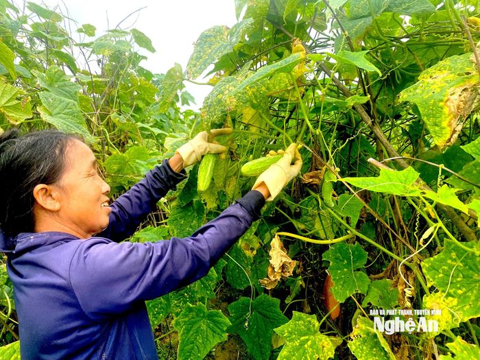Nông dân xã Vân Du thu hoạch dưa nếp hương. Ảnh: Văn Trường