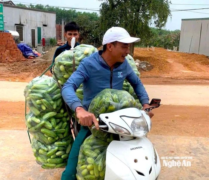 Tư thương về xã Vân Du để mua dưa chuột nếp hương. Ảnh: Văn Trường