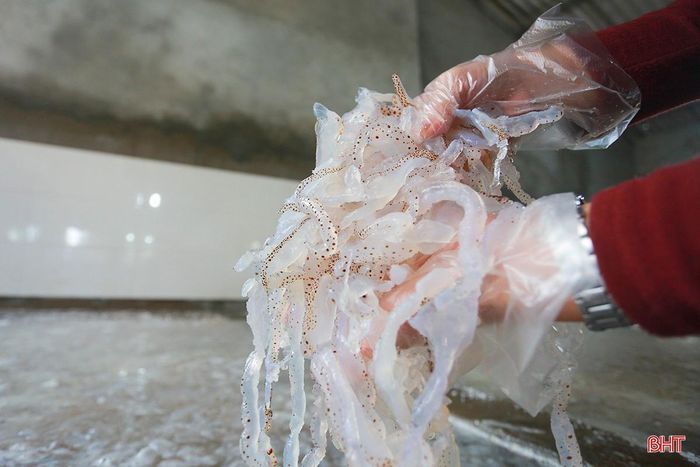 Sứa được cắt thành miếng nhỏ đem rửa sạch với nước biển rồi trải qua quy trình chế biến tỉ mỉ.