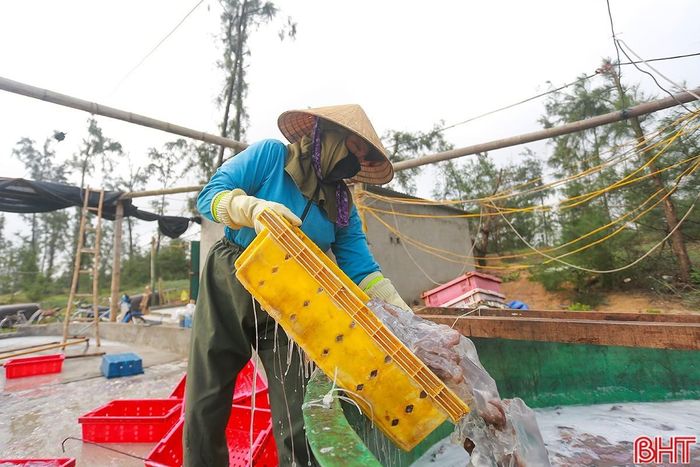 Nhận định năm nay sản lượng sứa nhiều hơn các năm trước, các cơ sở thu mua, chế biến cũng đã chủ động tăng số lượng nhân công, đầu tư thêm thiết bị để đáp ứng nhu cầu thu mua, chế biến. Ông Nguyễn Đình Dung (chủ cơ sở chế biến sứa Dung Mai, thôn Đại Tiến, xã Đồng Tiến) cho biết: "Trong 4 ngày vừa qua, cơ sở chúng tôi thu mua của ngư dân gần 300 tấn sứa. Cơ sở phải tăng cường thêm lao động để sản xuất cho kịp tiến độ, ước tính năm nay chúng tôi thu mua của ngư dân tại địa phương tầm 1.200 tấn sứa".