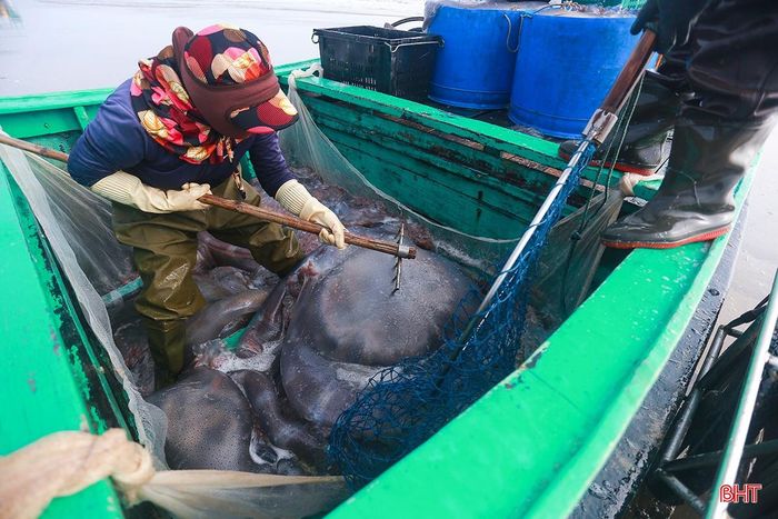 Khi những chiếc thuyền đầy sứa vừa cập bờ, ngư dân đã khẩn trương bốc xuống các xe kéo. Ngư dân Trần Văn Sỹ (trú thôn Đại Tiến, xã Đồng Tiến) chia sẻ: "Dù đầu mùa nhưng sản lượng sứa năm nay nhiều hơn so với cùng kỳ năm ngoái. Gia đình chúng tôi đã đánh bắt sứa 4 ngày vừa qua, mỗi ngày khoảng 5-8 tấn. Sứa đánh bắt về được thu mua ngay tại chỗ".