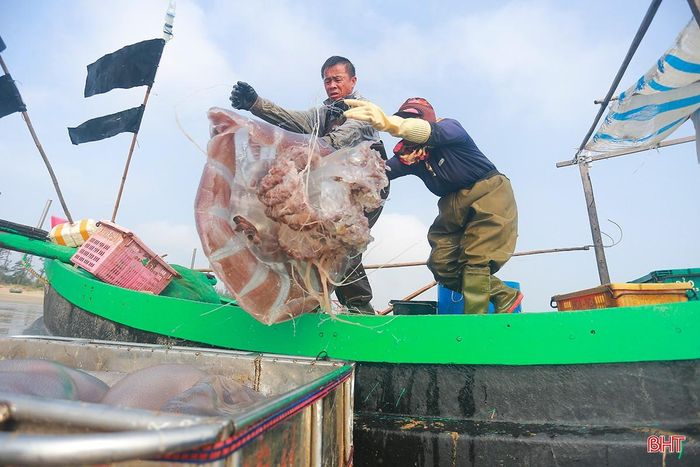 Mỗi con sứa có trọng lượng từ 30 - 40 kg nên việc vận chuyển cũng khá vất vả.