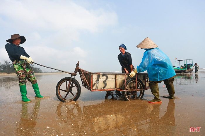 Sau khi chuyển sứa từ thuyền xuống các xe kéo, ngư dân khẩn trương đưa vào các điểm thu mua để bán. Sứa biển là loài nhuyễn thể được dùng làm thực phẩm có giá trị dinh dưỡng cao, bổ mát vào mùa hè. Toàn bộ cơ thể sứa đều có thể chế biến thành thức ăn, trong đó phần chân sứa có giá trị cao nhất.