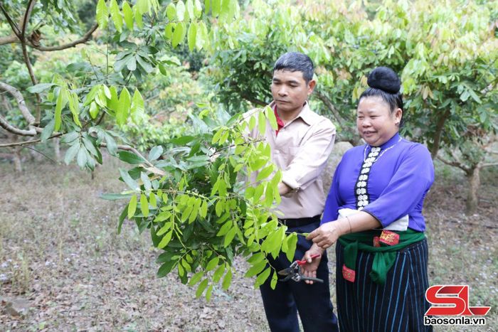 Mô hình trồng nhãn, xoài của hội viên Hà Văn Thắng, bản Pót, xã Tạ Khoa.