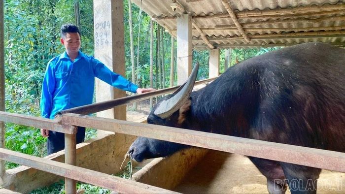 Mô hình chăn nuôi trâu, bò của Lò Văn Năm phù hợp với điều kiện tự nhiên và tập quán sản xuất của địa phương.