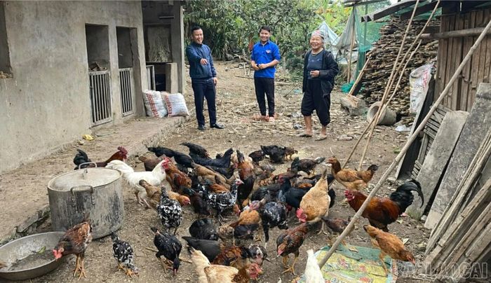 Nhiều mô hình kinh tế của thanh niên trong tỉnh đang phát huy hiệu quả.