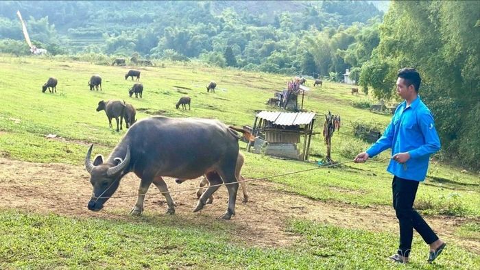 Nhiều hộ nông dân ở phường Cầu Thia nhân rộng mô hình chăn nuôi trâu, bò.