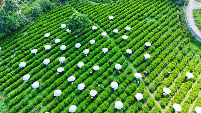 Một vùng chè nguyên liệu tại Thái Nguyên.