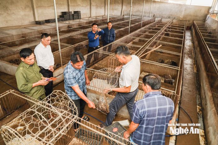 Chỉ với diện tích 700 m2, ông Nguyễn Tiến Ái bố trí 250 ô chuồng để nuôi gần 300 con nhím sinh sản và nhím thương phẩm. Ảnh: Nguyên Nguyên