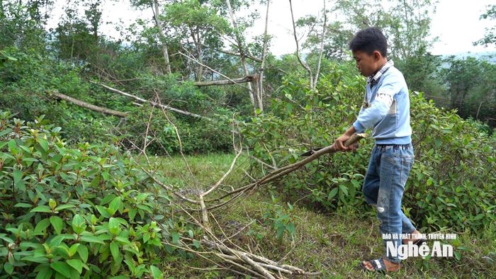 Em Cao Văn Thắng giúp bà lấy củi đun. Ảnh: Ngọc Dũng