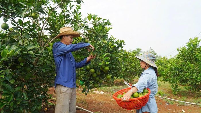 Thu hoạch cây ăn quả ở xã Cam Lộ - Ảnh: X.D