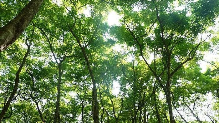 Những cánh rừng cao-su tạo nên những vòm lá xanh mát tại Dầu Tiếng.