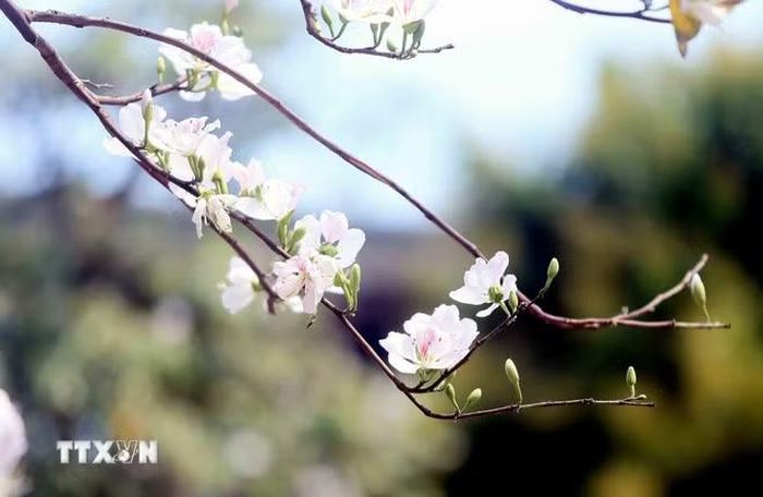 Hoa ban bung nở. (Ảnh: Quang Quyết/TTXVN)