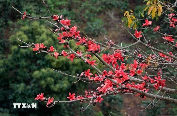 (Ảnh: Trung Kiên/TTXVN)