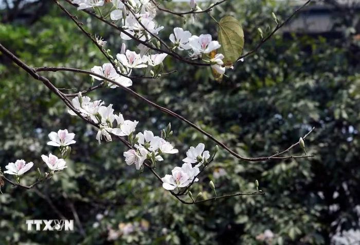 (Ảnh: Quang Quyết/TTXVN)