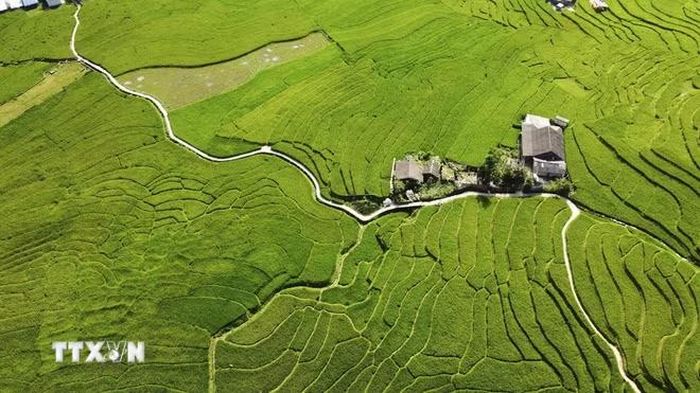 Bản làng thanh bình giữa mùa lúa xanh ở Tả Van. (Ảnh: Hương Thu/TTXVN)
