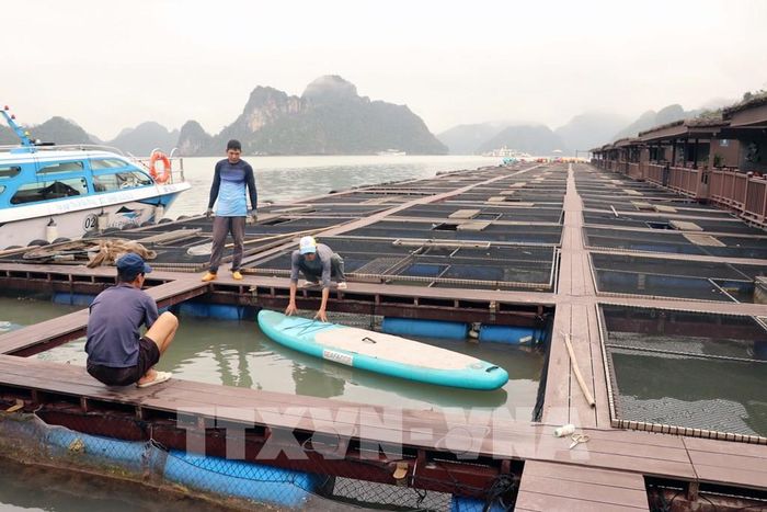 Hợp tác xã Hải Phong nuôi cá lồng trên vịnh Lan Hạ. Ảnh: Hoàng Ngọc – TTXVN