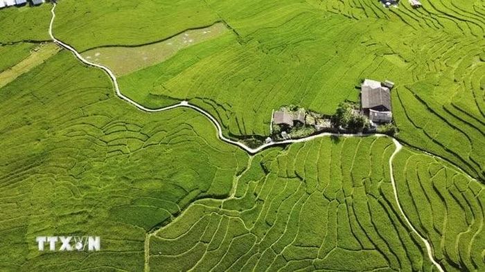 Bản làng thanh bình giữa mùa lúa xanh ở Tả Van. (Ảnh: Hương Thu/TTXVN)