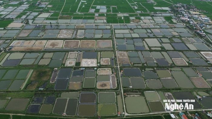 Khu vực nuôi tôm tại xã Quỳnh Anh nhìn từ trên cao. Ảnh: Tiến Đông