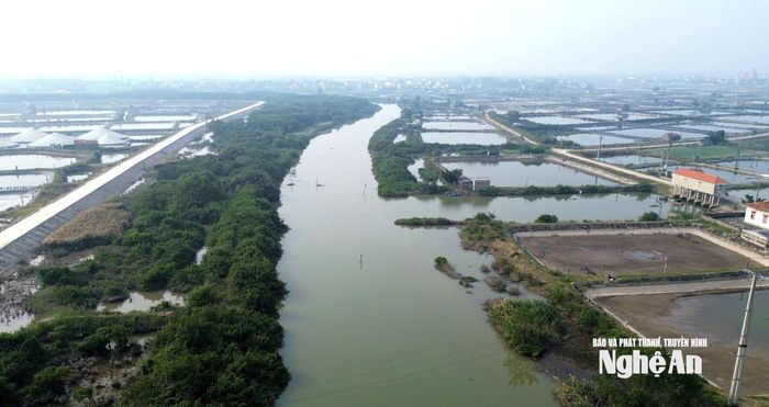 Lâu nay nguồn nước của sông Mai Giang được người nuôi tôm lấy vào ao đầm để nuôi tôm. Tuy nhiên, do nguồn nước bị ô nhiễm nên tôm nuôi thường nhiễm dịch bệnh. Ảnh: Xuân Hoàng