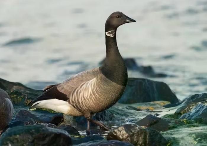 Ngỗng brent, hay còn được biết đến là brant goose
