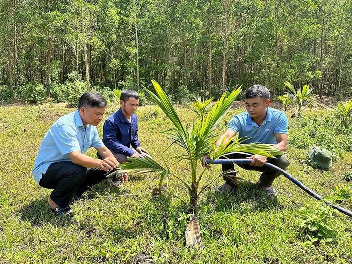  Từ nguồn vốn Dự án 3, các hộ dân ở làng Canh Giao (xã Vân Canh) được hỗ trợ cây dừa giống để phát triển kinh tế. Ảnh: D.Đ 