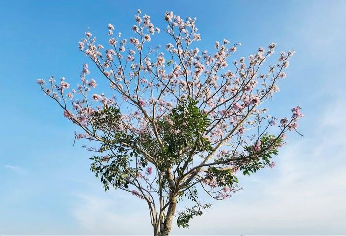 Nhiều du khách lựa chọn đến đây vào buổi sáng sớm từ khoảng 7h đến 9h, khi ánh nắng dịu nhẹ và không khí còn trong lành. Đây cũng là thời điểm thích hợp để ghi lại những bức ảnh đẹp dưới tán hoa. Bên cạnh đó, khung giờ từ 16h đến 17h30 cũng được nhiều người yêu thích. Khi hoàng hôn buông xuống, ánh nắng cuối ngày tạo nên gam màu ấm áp, làm nổi bật sắc hồng của những chùm hoa, mang lại khung cảnh thơ mộng. Ảnh Báo và Phát thanh Truyền hình Cần Thơ