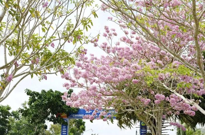 Nhờ cảnh sắc đặc trưng mỗi khi hoa nở rộ, tuyến đường này được nhiều người ví như “đường hoa kèn hồng đẹp nhất miền Tây”. Ảnh Báo và Phát thanh Truyền hình Cần Thơ